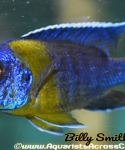 AULONOCARA MAULANA "CHITIMBA BAY" (Bicolor 500) 2.5"