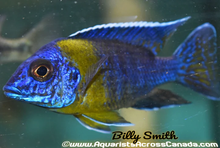AULONOCARA MAULANA "CHITIMBA BAY" (Bicolor 500) 2.5"