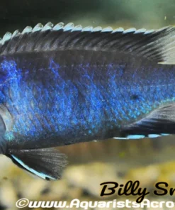 WHITE TAIL ACEI (PSEUDOTROPHEUS. SP ACEI *NGARA*)1.5"