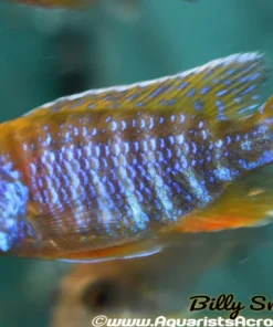 AULONOCARA. SP "RUBY" (RUBY RED) 2-2.5"