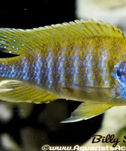 AULONOCARA BAENSCHI "BENGA" (SUNSHINE) (HOUSEBRED F1) 4" SHOW MALE
