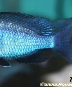 CYRTOCARA MOORII *BLUE DOLPHIN* (HOUSEBRED, DOMESTIC) 2-3"