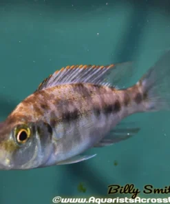 DIMIDOCHROMIS COMPRESSICEPS. SP "OB" (HOUSEBRED, DOMESTIC) 1.5-2"