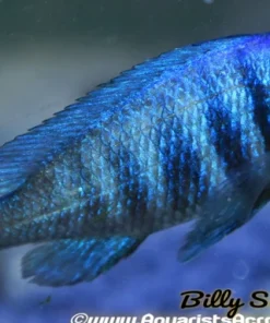 PLACIDOCHROMIS . SP *ELECTRA* (DEEP WATER HAP) (HOUSEBRED, DOMESTIC) 3.5"