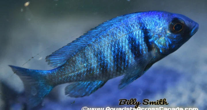 PLACIDOCHROMIS . SP *ELECTRA* (DEEP WATER HAP) (HOUSEBRED, DOMESTIC) 2.5" - Aquarists Across CanadaPLACIDOCHROMIS . SP *ELECTRA* (DEEP WATER HAP) (HOUSEBRED, DOMESTIC) 2.5" - Aquarists Across Canada Sold out PLACIDOCHROMIS . SP *ELECTRA* (DEEP WATER HAP) (HOUSEBRED, DOMESTIC) 2.5"