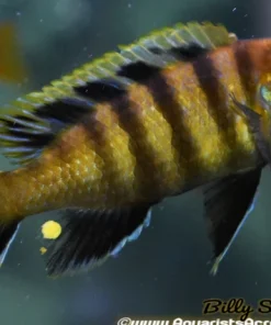 CYNOTILAPIA AFRA *LIONS COVE*