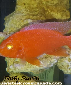 DRAGONBLOOD *ALBINO* HOUSEBRED. DOMESTIC 2"