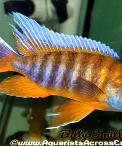 AULONOCARA SP "EUREKA RED" (DOMESTIC HOUSEBRED) 2.5-3"