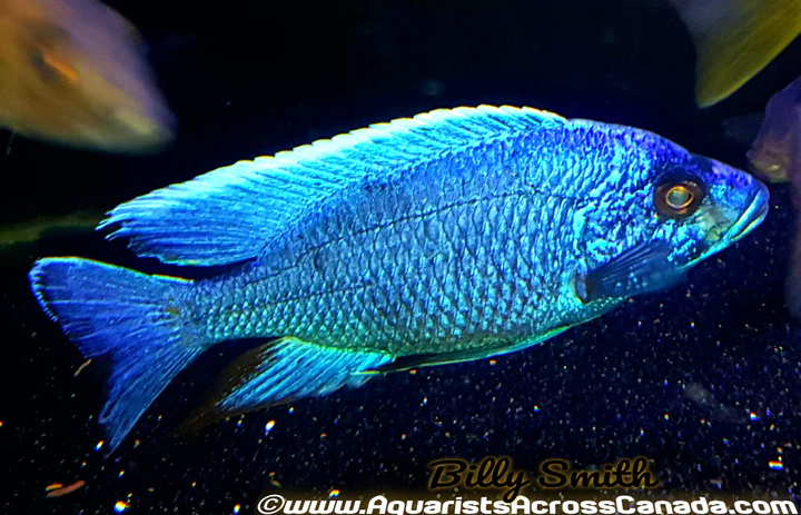 SCIAENOCHROMIS FRYERI *electric blue* (HOUSEBRED, DOMESTIC) 5-6" MALE