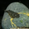 Hillstream Loach (Gastromyzon sp.) for Sale Canada | Rare Freshwater Loach