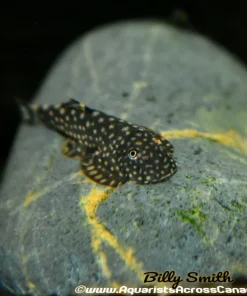 Hillstream Loach (Gastromyzon sp.) for Sale Canada | Rare Freshwater Loach