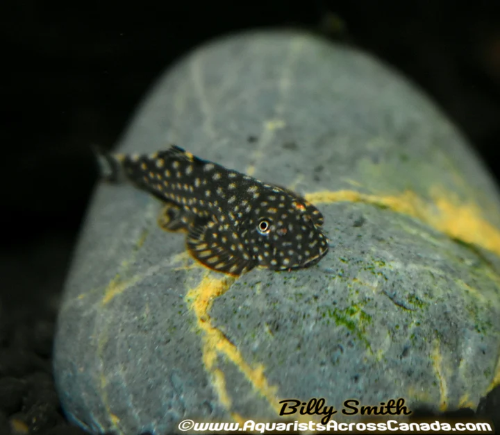 Hillstream Loach (Gastromyzon sp.) for Sale Canada | Rare Freshwater Loach