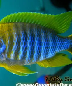 AULONOCARA JACOBFREIBERGI MAMELA "UNDU REEF" (LEMON JAKE) (HOUSEBRED, F1) 1.5-2" UNSEXED