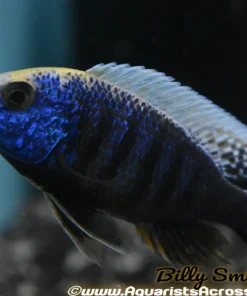 PROTOMELAS SPILONOTUS "MARA ROCKS SULFURHEAD" 1.5-2" A2405T