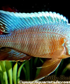 AULONOCARA .SP TURKIS 2.5-3"