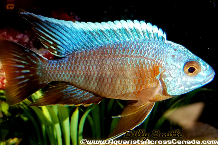 AULONOCARA .SP TURKIS 2.5-3"