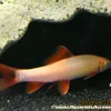 Albino Rainbow Shark (Epalzeorhynchos frenatum) for Sale Canada | Aquarium Shark Fish
