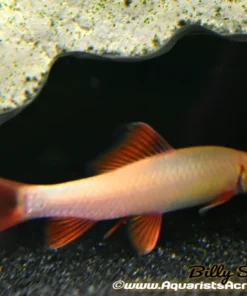 Albino Rainbow Shark (Epalzeorhynchos frenatum) for Sale Canada | Aquarium Shark Fish