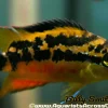 Salvini Cichlid 3" for Sale in Canada | Monster Aquarium Canada