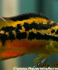Salvini Cichlid 3" for Sale in Canada | Monster Aquarium Canada