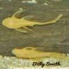Albino Longfin Bristlenose Pleco for Sale in Canada | Buy Albino Longfin