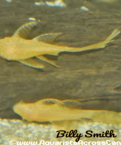 Albino Longfin Bristlenose Pleco for Sale in Canada | Buy Albino Longfin