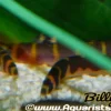Kuhli Loach (Pangio kuhlii) for Sale Canada | Peaceful Bottom-Dwelling Loach