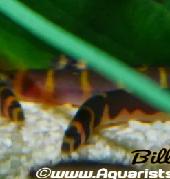 Kuhli Loach (Pangio kuhlii) for Sale Canada | Peaceful Bottom-Dwelling Loach