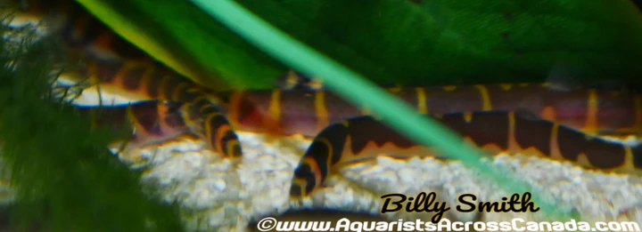 Kuhli Loach (Pangio kuhlii) for Sale Canada | Peaceful Bottom-Dwelling Loach