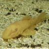 Albino Bristlenose Pleco 3" for Sale in Canada | Buy Albino Ancistrus