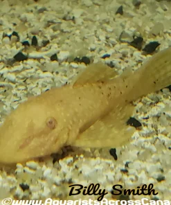 Albino Bristlenose Pleco 3" for Sale in Canada | Buy Albino Ancistrus