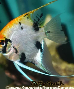 KOI ANGEL (Pterophyllum "scalare") XL