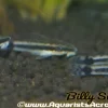 Otocinclus (Otocinclus huaorani) 1–1.5" for Sale Canada | Premium Algae Eater