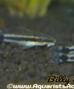 Otocinclus (Otocinclus huaorani) 1–1.5" for Sale Canada | Premium Algae Eater