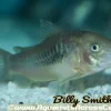 Green Bronze Corydoras (Corydoras aeneus) for Sale Canada | Premium Cory Catfish