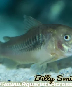 Green Bronze Corydoras (Corydoras aeneus) for Sale Canada | Premium Cory Catfish