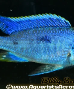 COPADICHROMIS AZUREUS *HOUSEBRED DOMESTIC) 2"