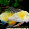 Albino Threadfin Geophagus 1–2" 2405 for Sale in Canada
