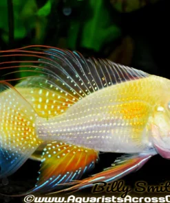 Albino Threadfin Geophagus 1–2" 2405 for Sale in Canada