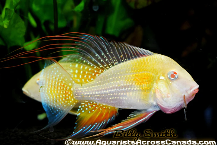Albino Threadfin Geophagus 1–2" 2405 for Sale in Canada