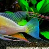 Albino Threadfin Geophagus 1.5–2" for Sale in Canada