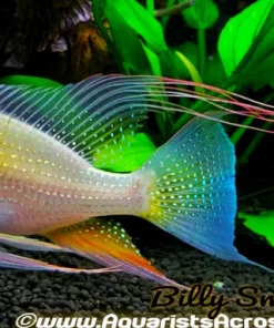 Albino Threadfin Geophagus 1.5–2" for Sale in Canada