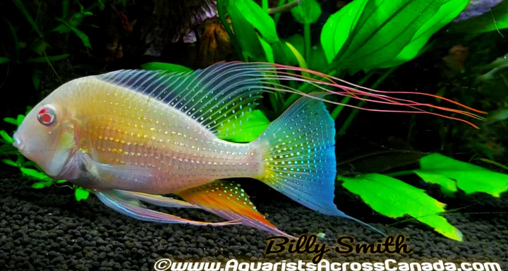 Albino Threadfin Geophagus 1.5–2" for Sale in Canada