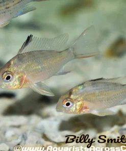 BOLIVIAN RAM *CROWN RUBY* (Mikrogeophagus altispinosus) 2403