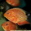 Red Spotted Severum Heros for Sale in Canada | Monster Aquarium