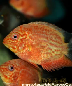 Red Spotted Severum Heros for Sale in Canada | Monster Aquarium