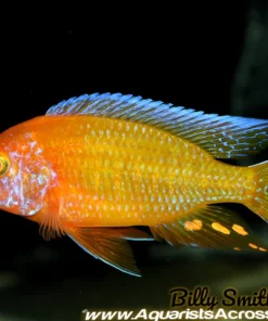 AULONOCARA. SP "RUBY ALBINO" (ALBINO RUBY RED) 2" UNSEXED