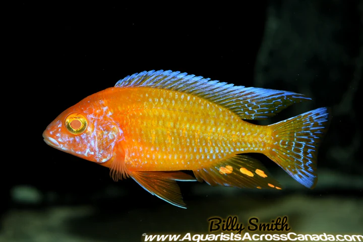 AULONOCARA. SP "RUBY ALBINO" (ALBINO RUBY RED) 2" UNSEXED