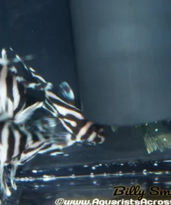 (Pre-Order) L46 ZEBRA PLECO (Hypancistrus zebra)