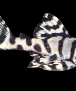 (Pre-Order) L236 SUPER WHITE GRADE A ZEBRA PLECO (Hypancistrus zebra) 1.25-3" D2407M